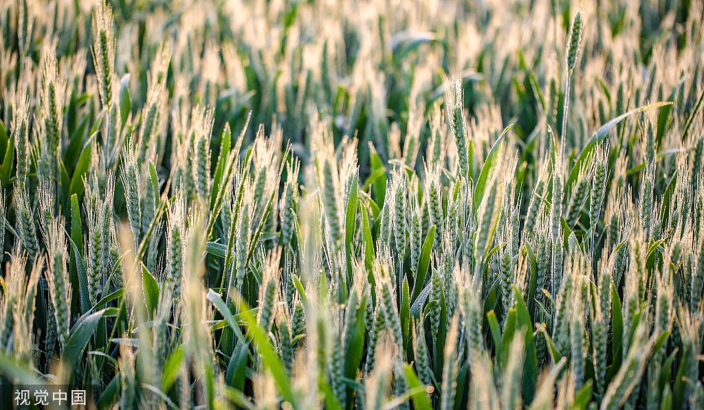 河北邯郸：万亩麦海“珠光”闪耀