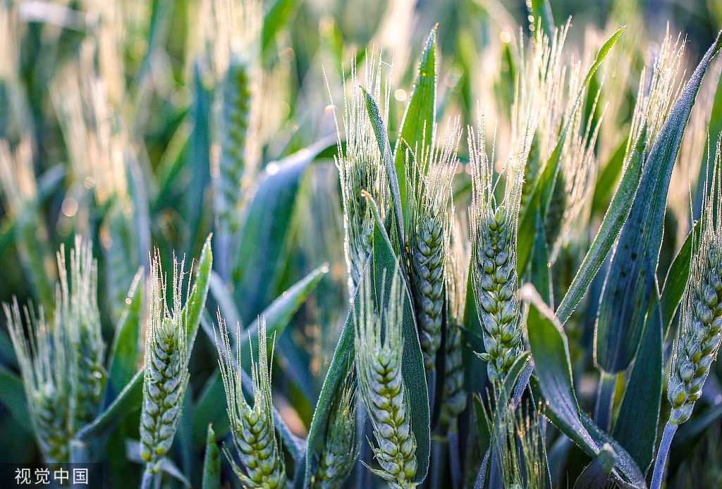 河北邯郸：万亩麦海“珠光”闪耀