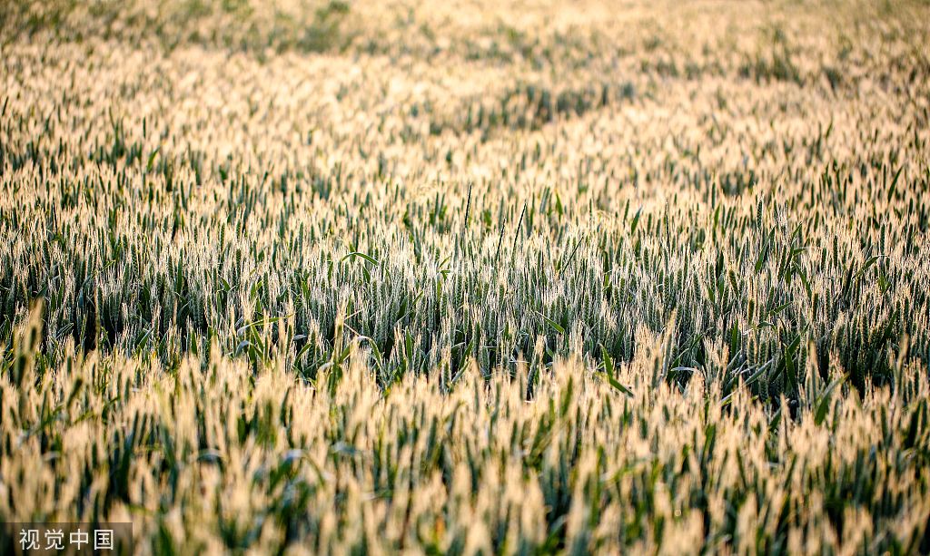 河北邯郸：万亩麦海“珠光”闪耀