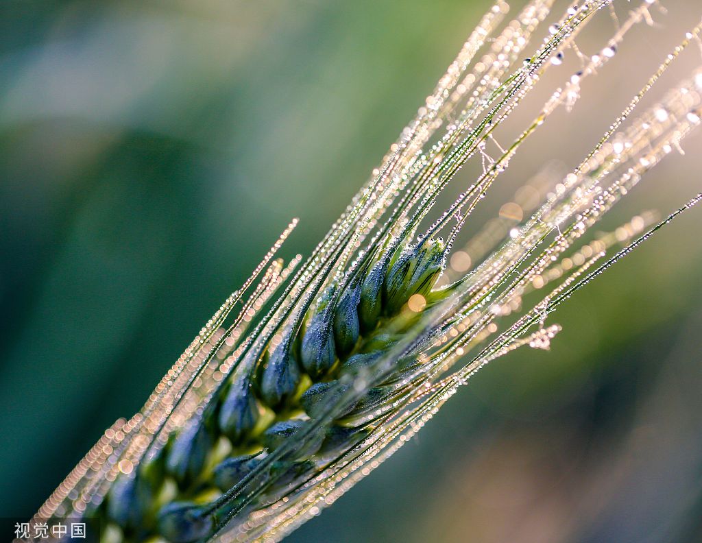 河北邯郸：万亩麦海“珠光”闪耀