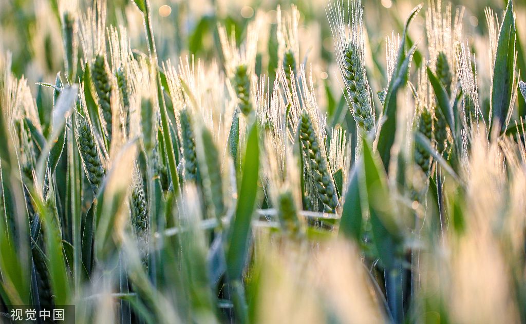 河北邯郸：万亩麦海“珠光”闪耀