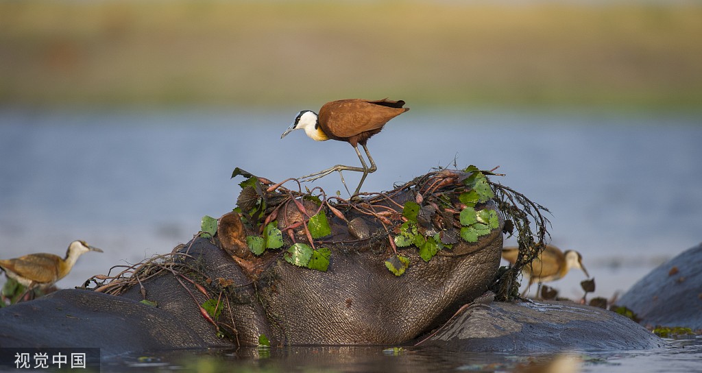 博茨瓦纳：鸟儿误把河马当石头 在其头上找食