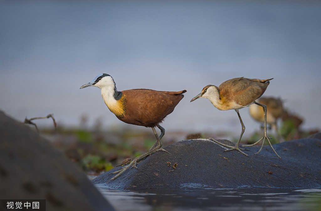 博茨瓦纳：鸟儿误把河马当石头 在其头上找食