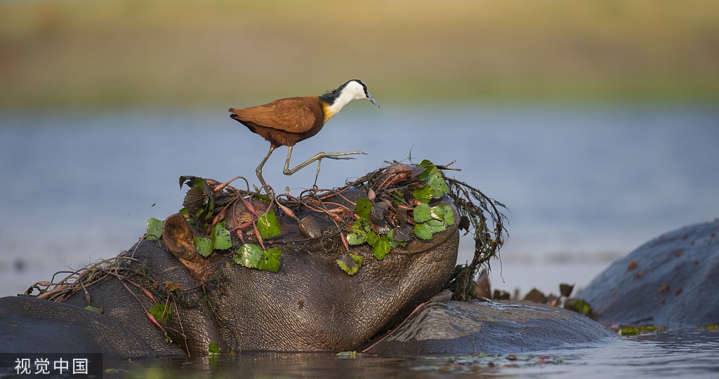 博茨瓦纳：鸟儿误把河马当石头 在其头上找食