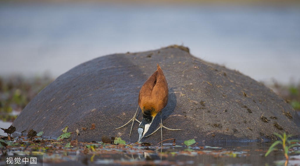 博茨瓦纳：鸟儿误把河马当石头 在其头上找食