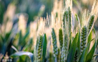 河北邯郸：万亩麦海“珠光”闪耀