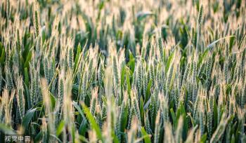 河北邯郸：万亩麦海“珠光”闪耀