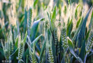 河北邯郸：万亩麦海“珠光”闪耀