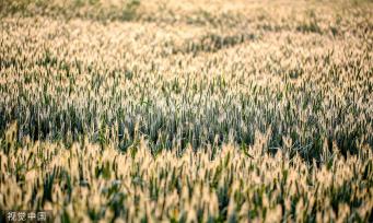 河北邯郸：万亩麦海“珠光”闪耀