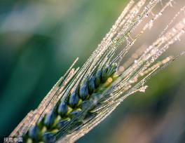 河北邯郸：万亩麦海“珠光”闪耀