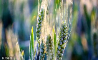 河北邯郸：万亩麦海“珠光”闪耀