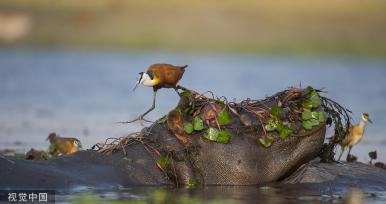 博茨瓦纳：鸟儿误把河马当石头 在其头上找食