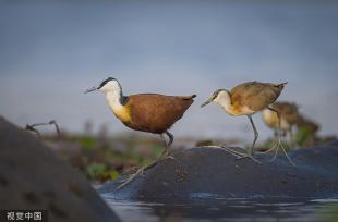 博茨瓦纳：鸟儿误把河马当石头 在其头上找食