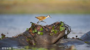 博茨瓦纳：鸟儿误把河马当石头 在其头上找食
