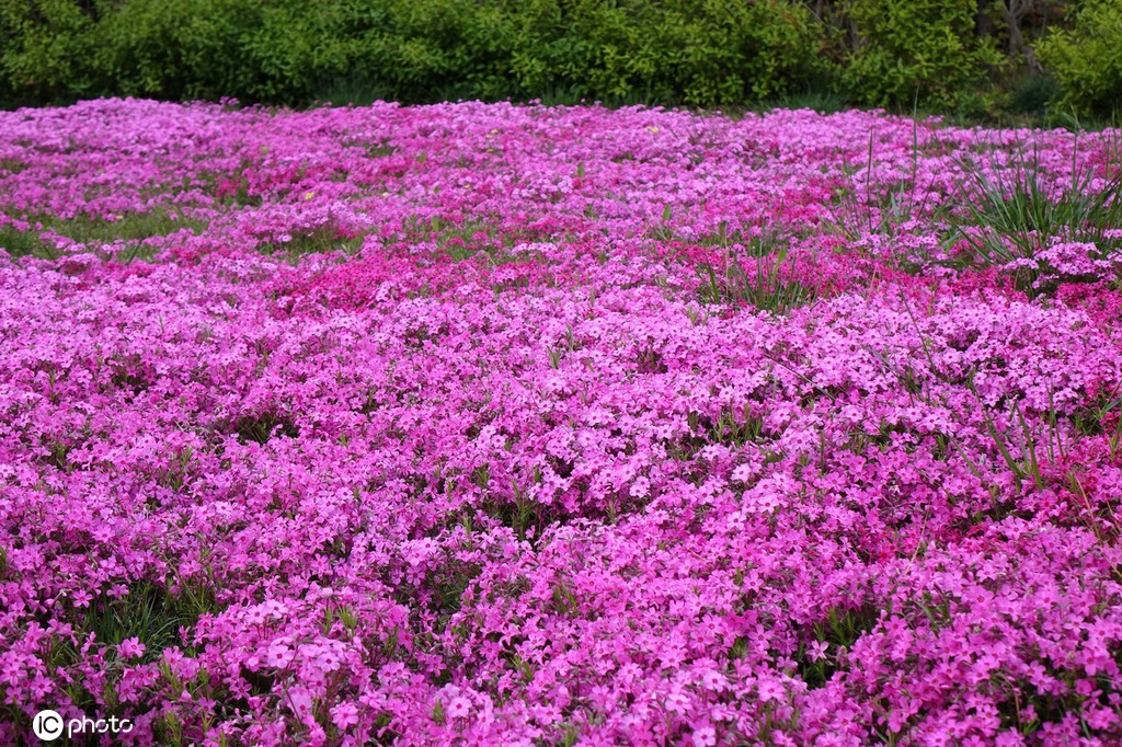 青岛芝樱盛开宛如大地铺“花毯” 美不胜收