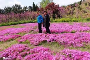 青岛芝樱盛开宛如大地铺“花毯” 美不胜收