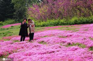 青岛芝樱盛开宛如大地铺“花毯” 美不胜收