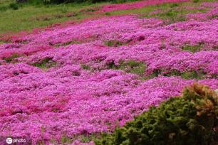 青岛芝樱盛开宛如大地铺“花毯” 美不胜收