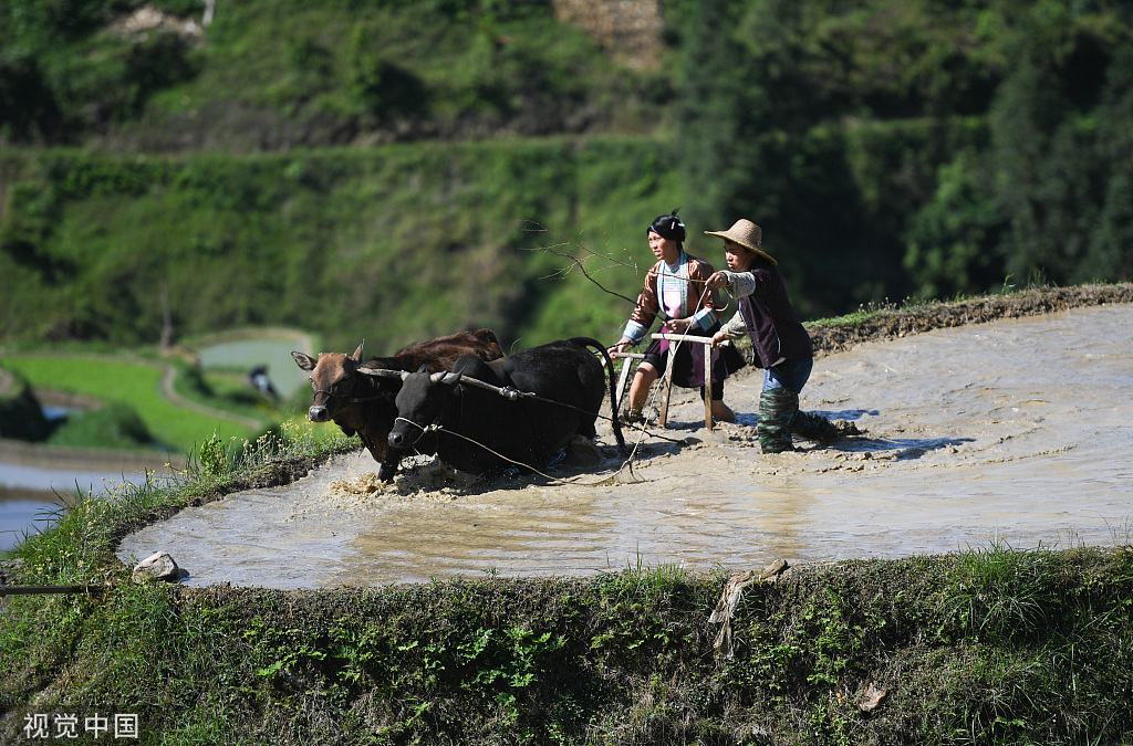 贵州从江：梯田景区举行“百牛同耕”传统仪式