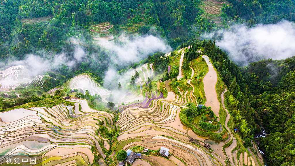 贵州从江：梯田景区举行“百牛同耕”传统仪式