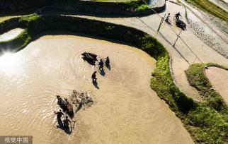 贵州从江：梯田景区举行“百牛同耕”传统仪式