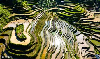 贵州从江：梯田景区举行“百牛同耕”传统仪式