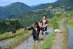 贵州从江：梯田景区举行“百牛同耕”传统仪式