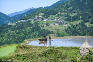 贵州从江：梯田景区举行“百牛同耕”传统仪式