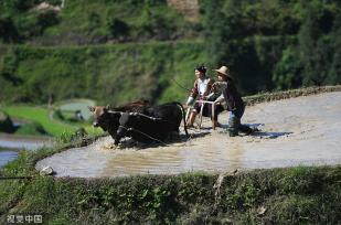 贵州从江：梯田景区举行“百牛同耕”传统仪式