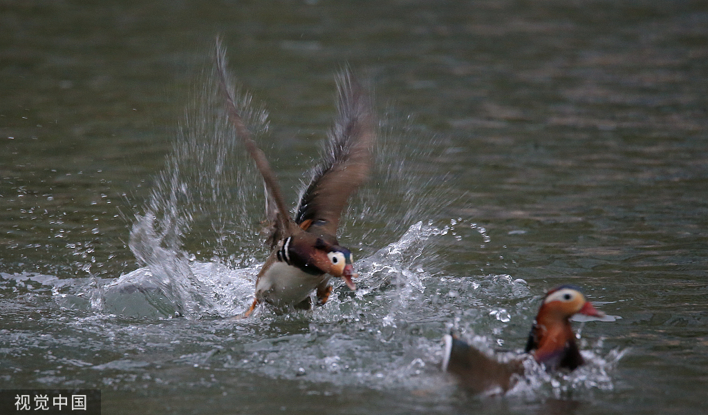 哈尔滨：鸳鸯湖畔 鸟影纷飞肆意飞扬