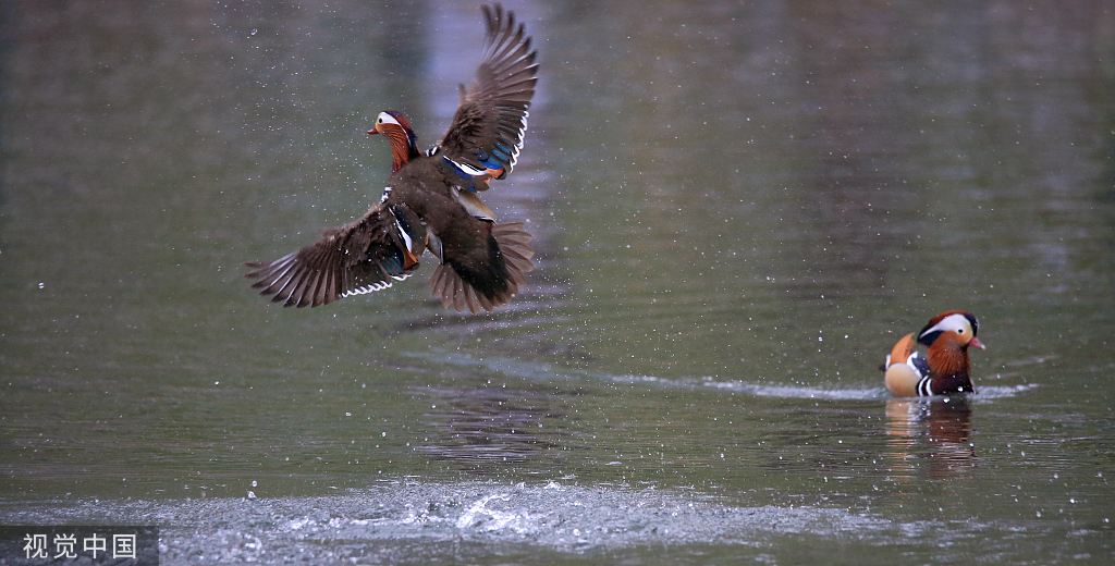 哈尔滨：鸳鸯湖畔 鸟影纷飞肆意飞扬