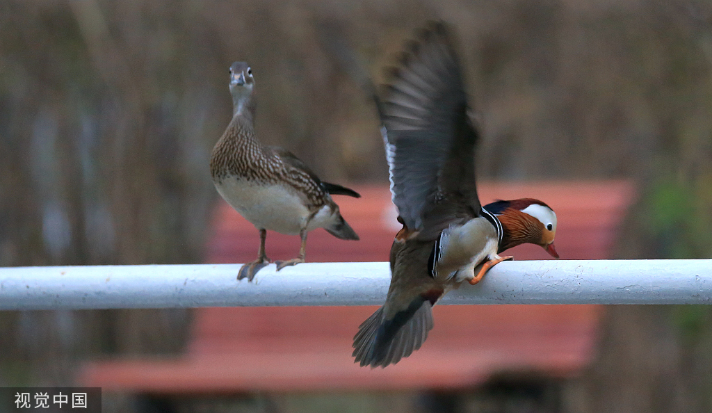 哈尔滨：鸳鸯湖畔 鸟影纷飞肆意飞扬