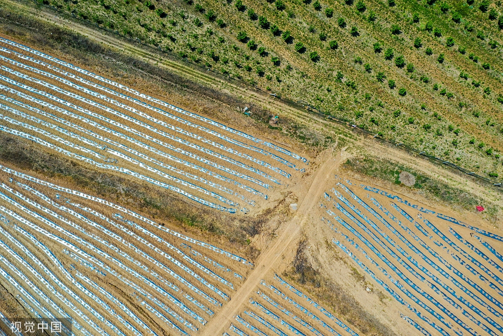 青岛：田野风车悠悠 阡陌纵横