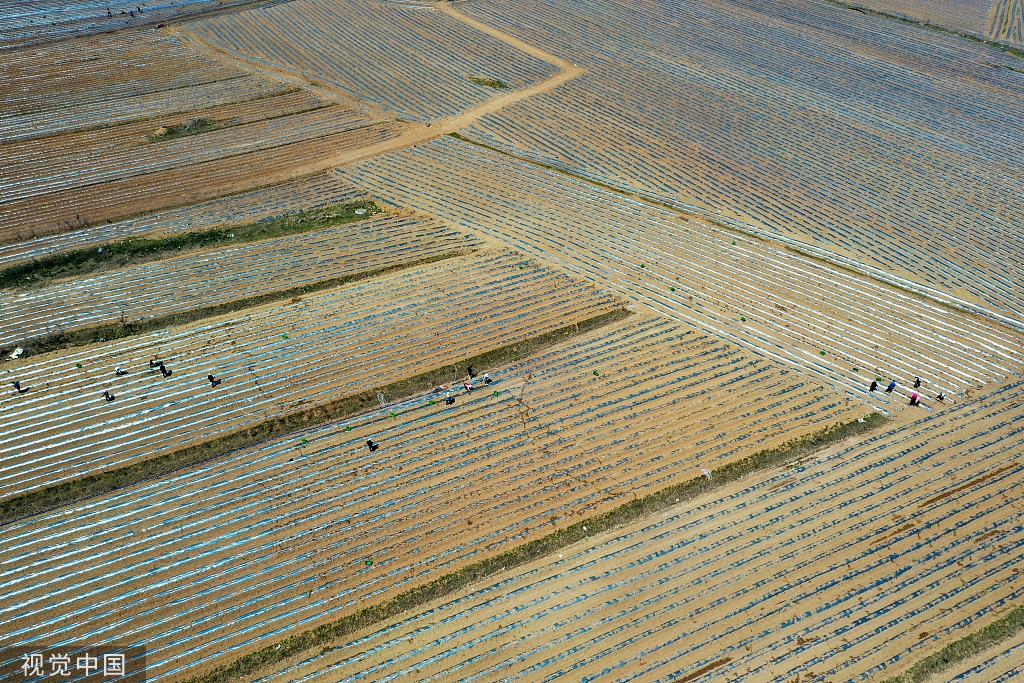 青岛：田野风车悠悠 阡陌纵横