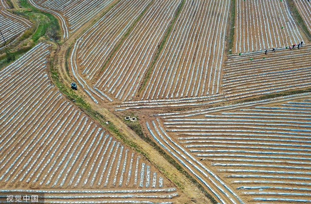 青岛：田野风车悠悠 阡陌纵横