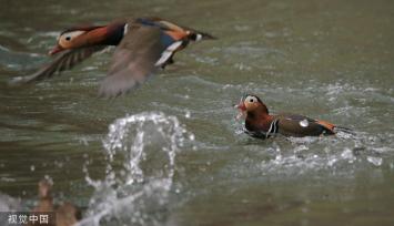 哈尔滨：鸳鸯湖畔 鸟影纷飞肆意飞扬