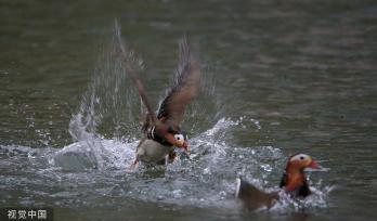 哈尔滨：鸳鸯湖畔 鸟影纷飞肆意飞扬