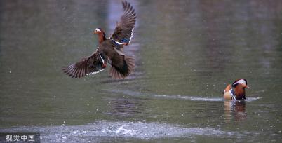 哈尔滨：鸳鸯湖畔 鸟影纷飞肆意飞扬
