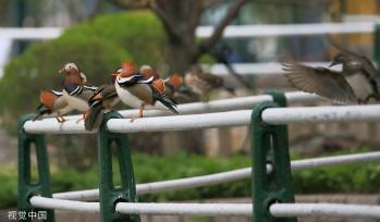 哈尔滨：鸳鸯湖畔 鸟影纷飞肆意飞扬