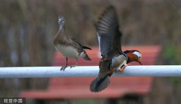 哈尔滨：鸳鸯湖畔 鸟影纷飞肆意飞扬