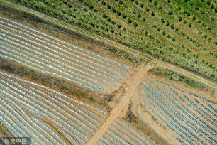 青岛：田野风车悠悠 阡陌纵横