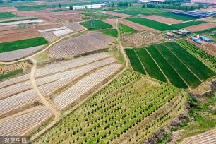 青岛：田野风车悠悠 阡陌纵横