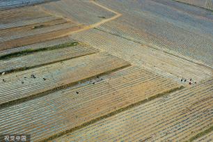 青岛：田野风车悠悠 阡陌纵横