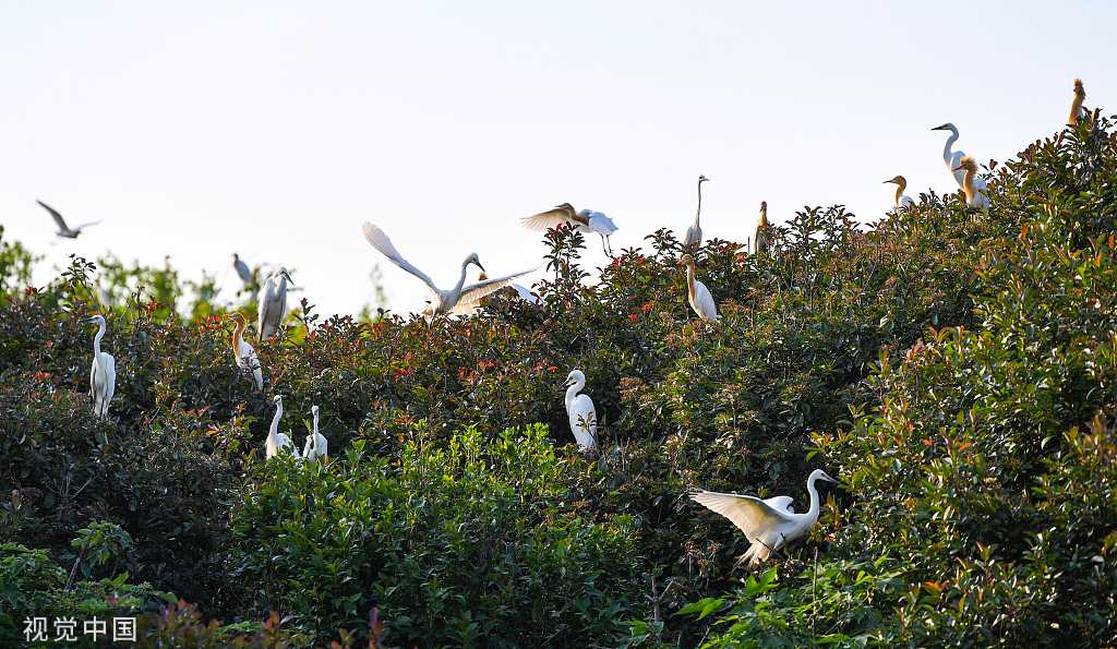 安徽肥东：岱山湖畔 候鸟筑巢安家