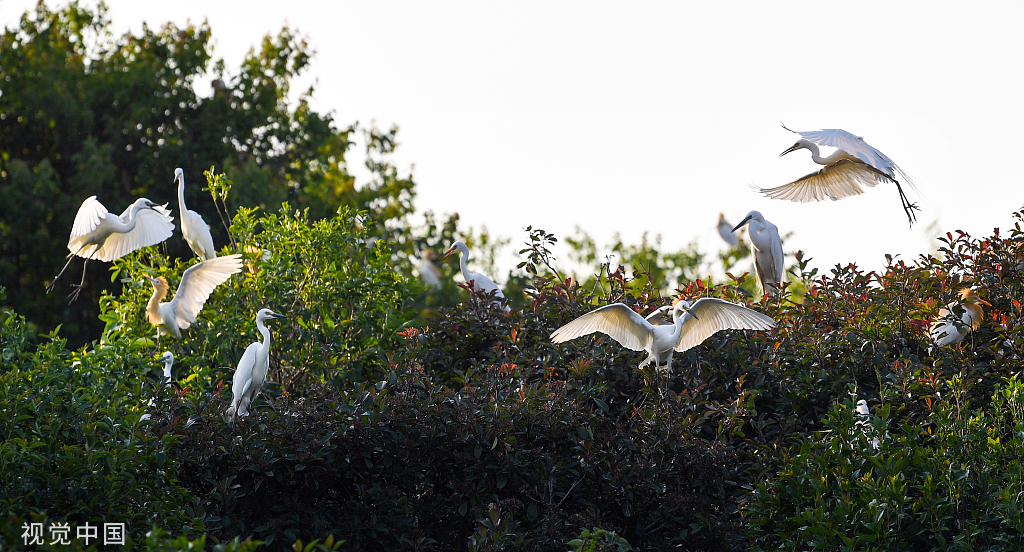 安徽肥东：岱山湖畔 候鸟筑巢安家