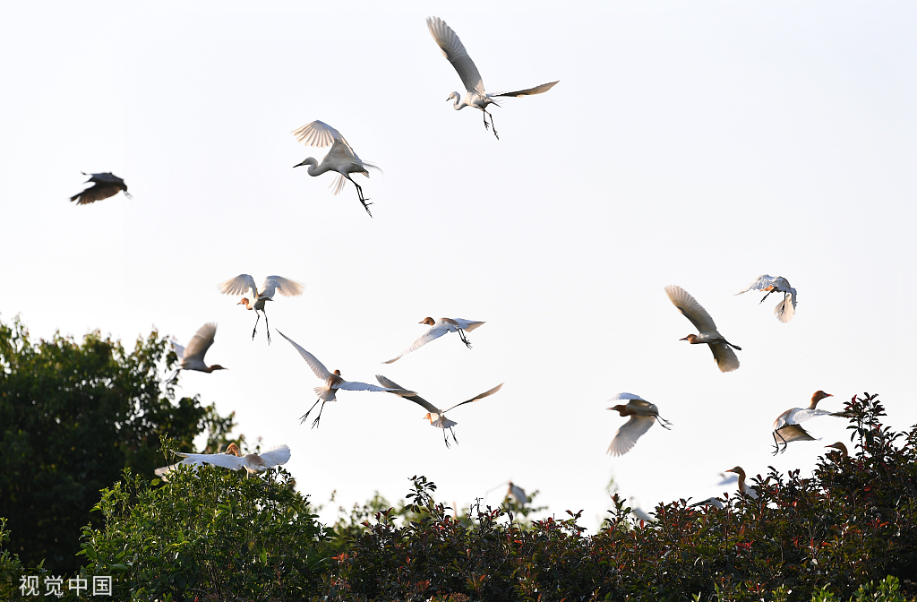 安徽肥东：岱山湖畔 候鸟筑巢安家