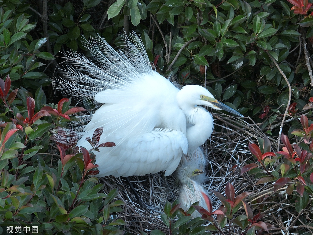 安徽肥东：岱山湖畔 候鸟筑巢安家