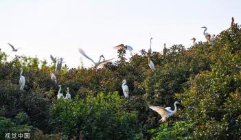 安徽肥东：岱山湖畔 候鸟筑巢安家