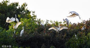 安徽肥东：岱山湖畔 候鸟筑巢安家