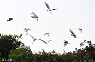 安徽肥东：岱山湖畔 候鸟筑巢安家